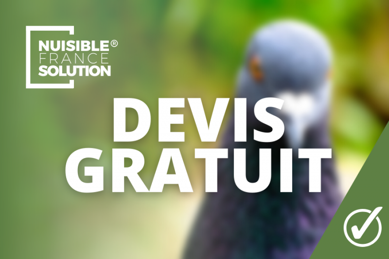 Trouver une entreprise pour se débarrasser des pigeons à Toulouse