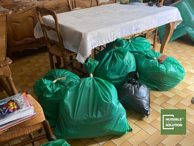 Comment se débarrasser des punaises de lit: les conseils d'experts pour les éradiquer