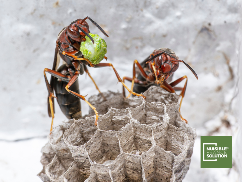 Expert en destruction de nid de frelons asiatiques à Albi (Occitanie)