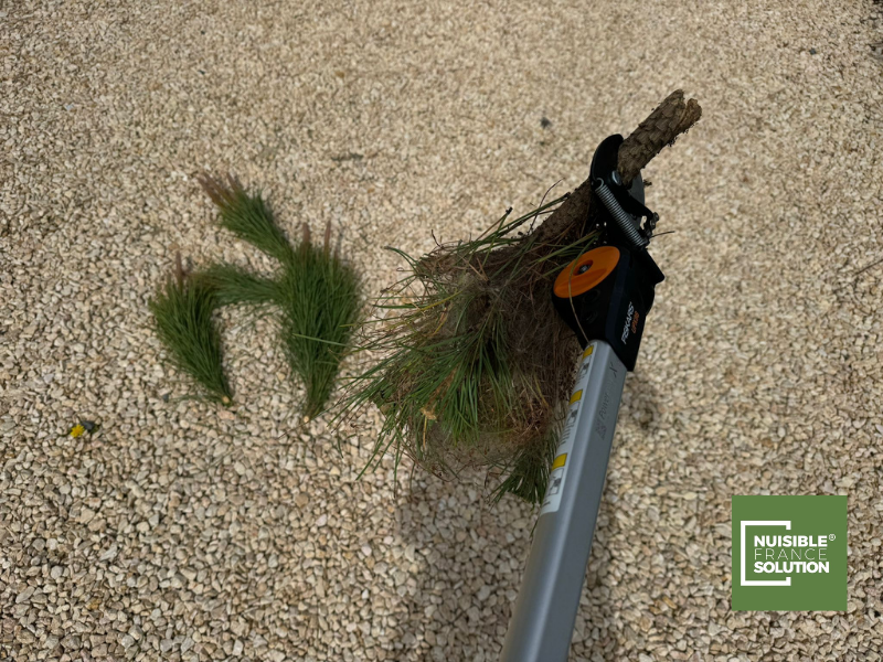 Quel est le prix pour se débarrasser des chenilles processionnaires dans un jardin proche d’une maison à Toulouse en Haute-Garonne ?