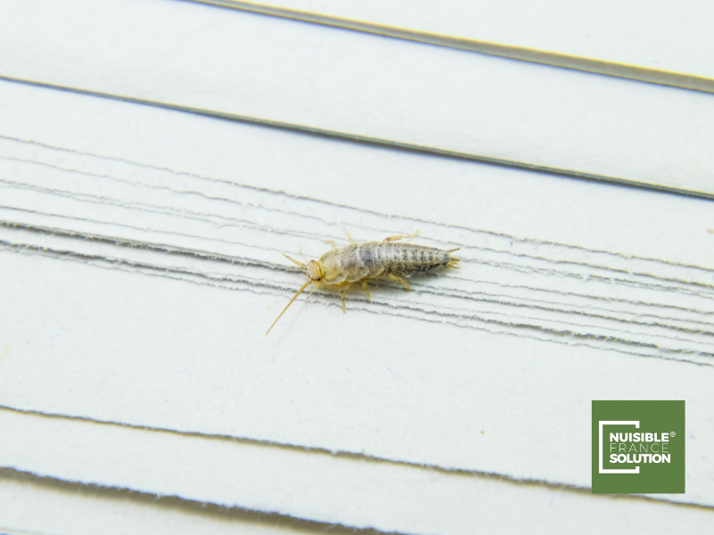 Quand sortent les poissons d’argents ? Trouver leur nid chez vous à Toulouse 