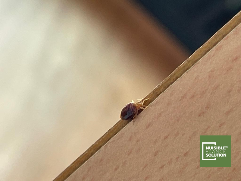 Comment éliminer les punaises de lit : intervention d'un spécialiste de la désinsectisation à Toulouse