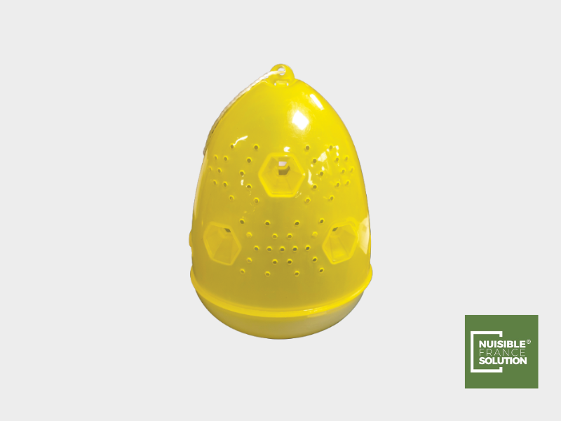 Les guêpes à Toulouse : Pourquoi faire appel à un professionnel pour se débarrasser d’un nid dans son jardin ou sa maison ?