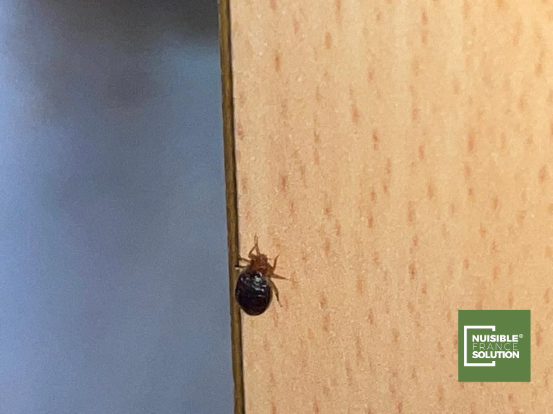 Prix professionnel pour éliminer des punaises de lit dans un appartement à Toulouse