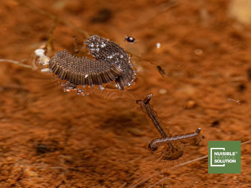 Comment trouver un nid de moustique chez moi : période de prolifération des moustiques à Toulouse 
