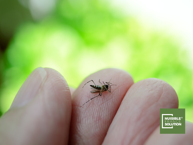 Démoustication à Toulouse : quelles sont les maladies et les risques liés à une piqûre de moustique ?