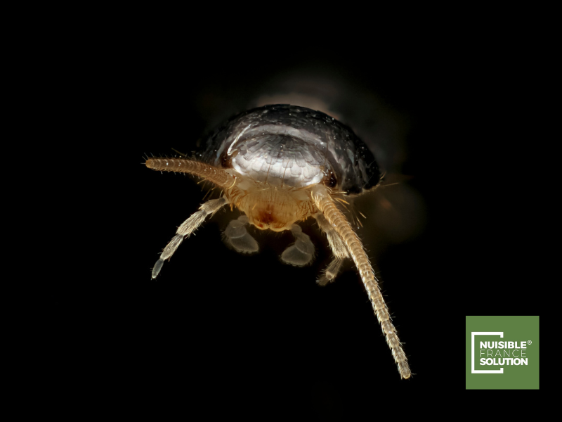 Comment faire pour éliminer les poissons d'argent naturellement chez soi à Toulouse ?