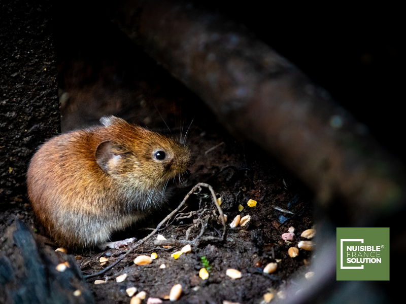 Rongeurs Etablissement scolaire : Traitement dans une école à Toulouse !