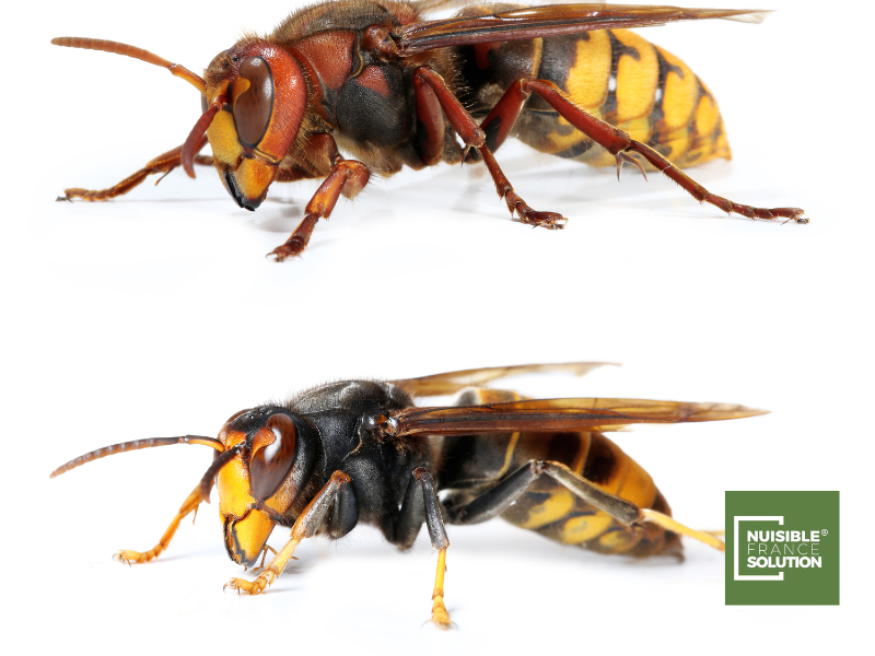 Professionnel désinsectisation pour détruire un nid de frelons asiatiques dans un arbre à Montauban en Haute-Garonne