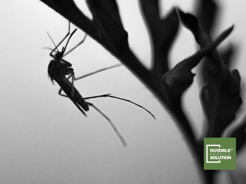 Démoustication pour les terrasses à Toulouse : Solutions pour les entreprises