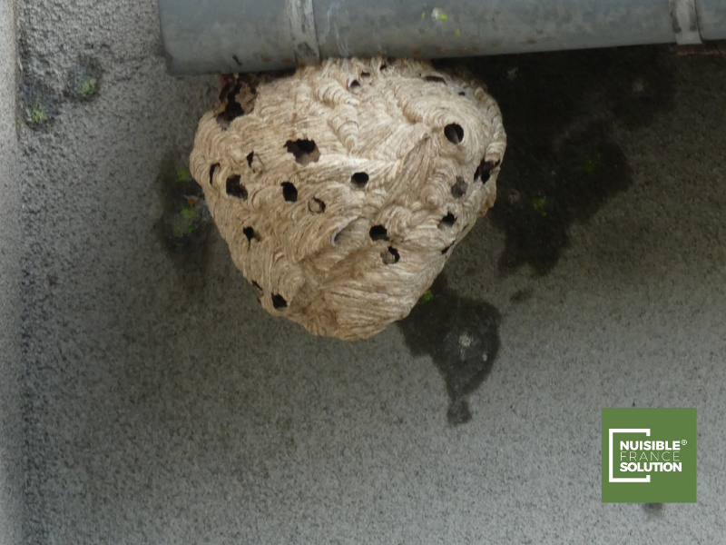 Qui prévenir en cas de nid de frelon dans une haie à Toulouse en Haute-Garonne (31) ?