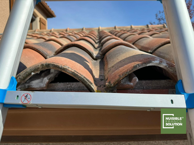 Destruction d'un nid de frelon asiatique dans un grand arbre par un spécialiste de la désinsectisation à Toulouse (Haute-Garonne)