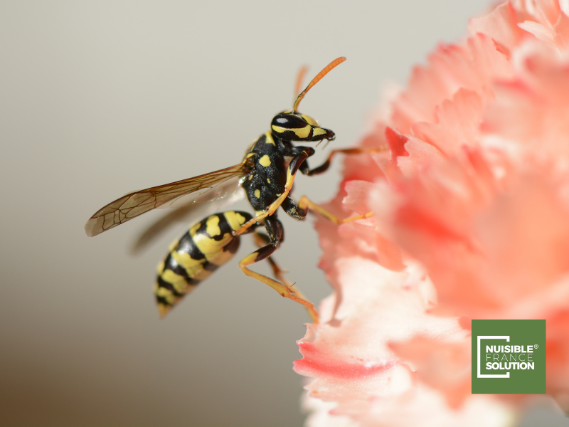 Destruction de nid de frelons asiatiques dans un arbre à Aucamville proche de Toulouse