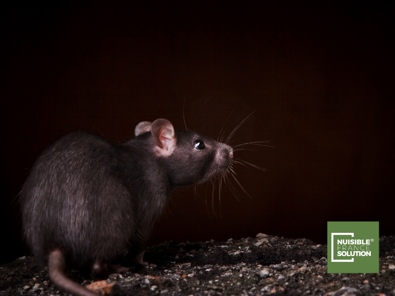 Entreprise de dératisation pour se débarrasser et éliminer des rats et souris dans une maison à Toulouse