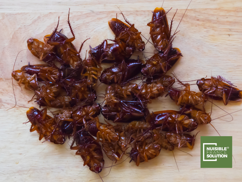 Pas de panique : comment se débarrasser des cafards à votre domicile ou entreprise?