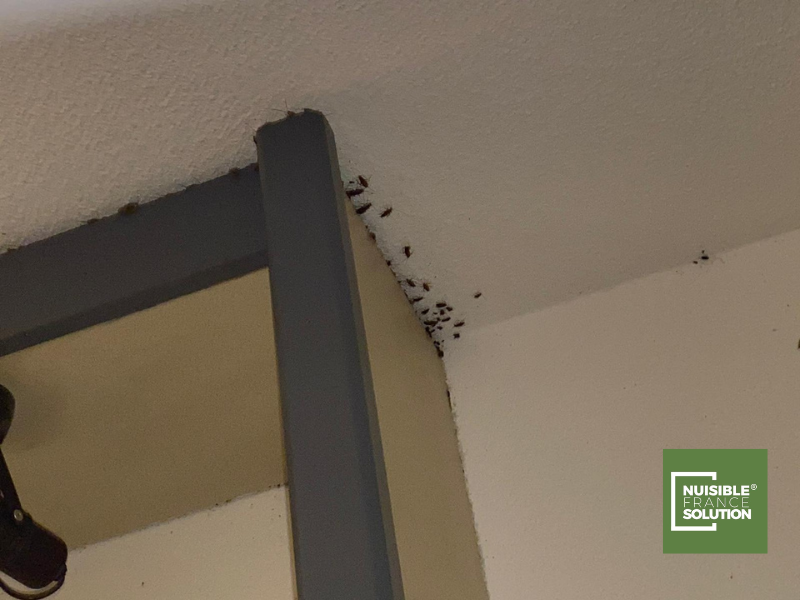 D'où viennent les punaises de lit ?