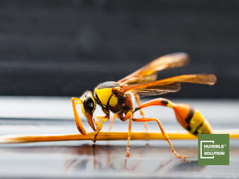 Entreprise contre les frelons pour destruction de nid à Blagnac proche de Toulouse