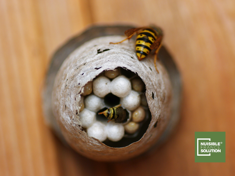 Destruction de nid de guêpes par un désinsectiseur professionnel à Fronton entre Montauban et Toulouse