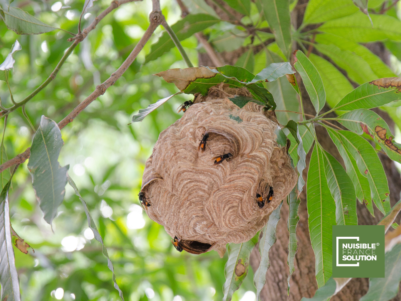 Destruction d'un nid de frelons à Toulouse pour seulement 1€ chez Nuisible France Solution ® !