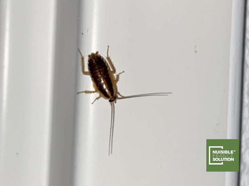 Désinfection et désinsectisation d'un logement par une société professionnelle pour un bailleur social