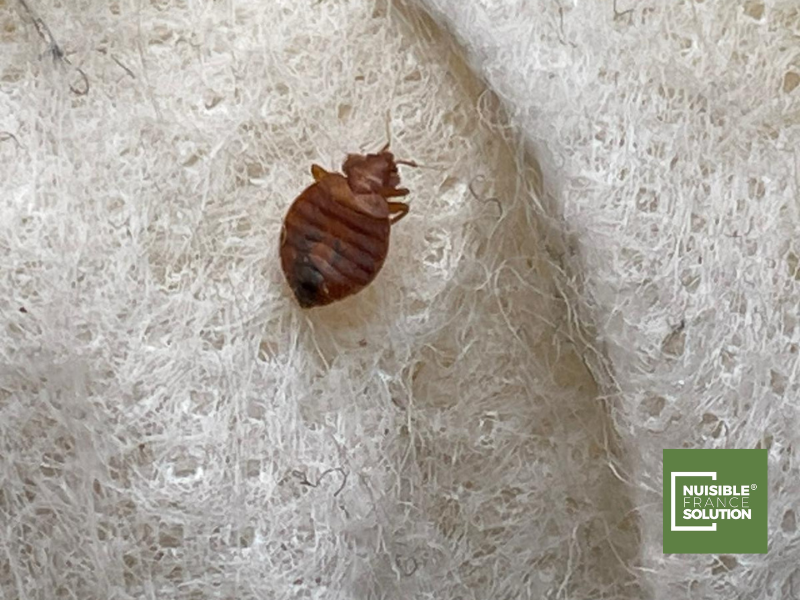 Elimination de punaises de lit par une entreprise de Désinsectisation à Toulouse