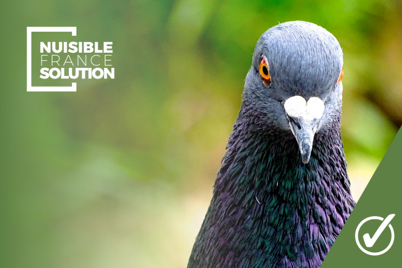 Entreprise Dépigeonnage Toulouse : STOP aux Pigeons !