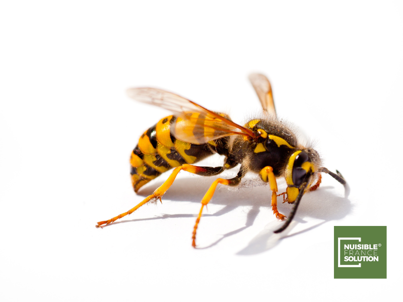 Destruction et évacuation de nid de guêpes par un professionnel en Haute-Garonne