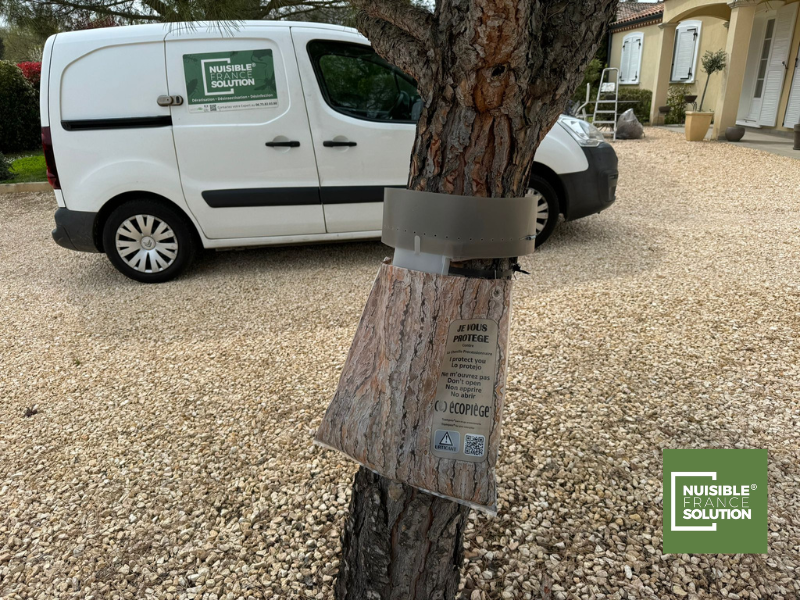 Quelle chenilles sont venimeuses ? Un spécialiste vous dit tout - Toulouse (31)