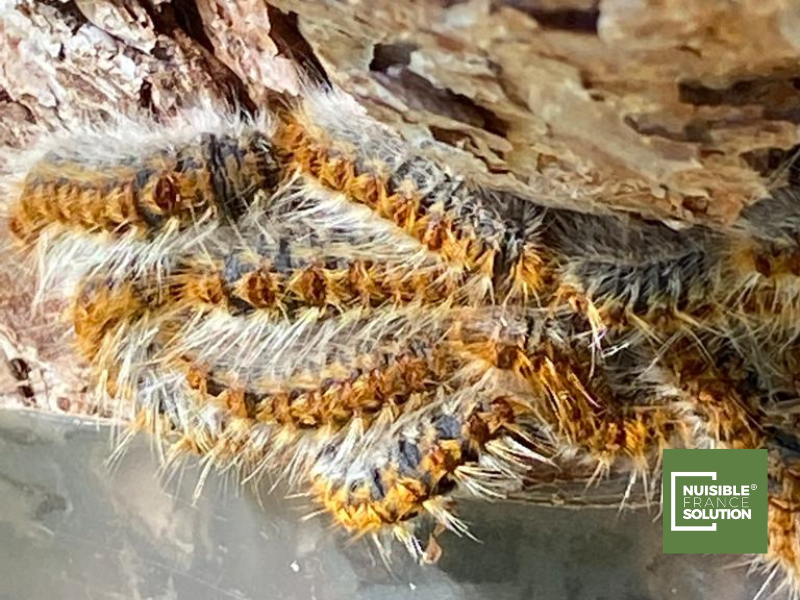 Lutter contre les chenilles processionnaires: traitement et prévention par un expert de la désinsectisation à Toulouse (Haute-Garonne)