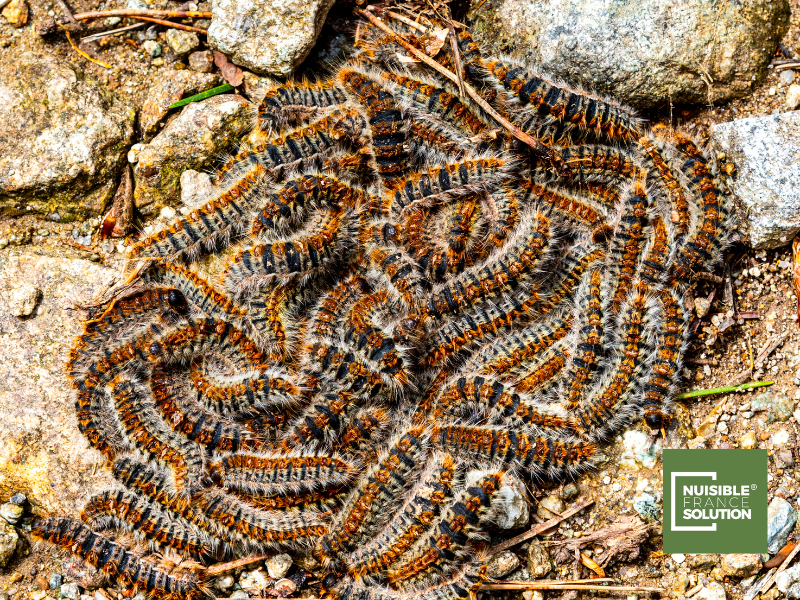 Comment reconnaitre une chenilles urticante ? Devis gratuit - Toulouse