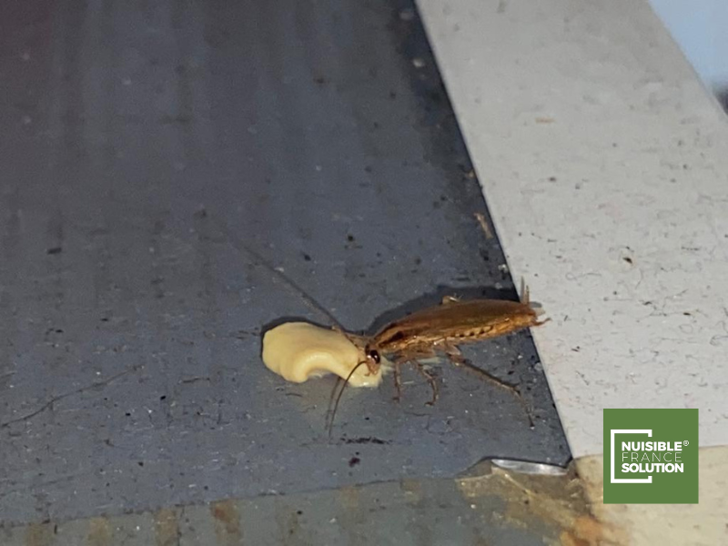 Traitement contre les cafards à Toulouse : Achat de Produits ou intervention d'un Professionnel ?