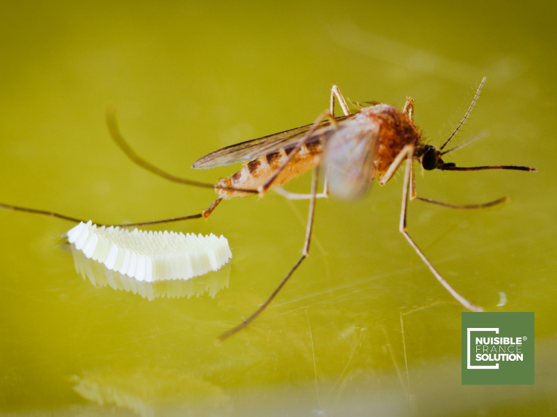 Comment protéger votre potager des moustiques à Toulouse : démoustication professionnel