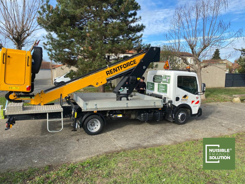 Pourquoi les chenilles processionnaires sont nuisibles ? Un expert vous explique - Toulouse (31)