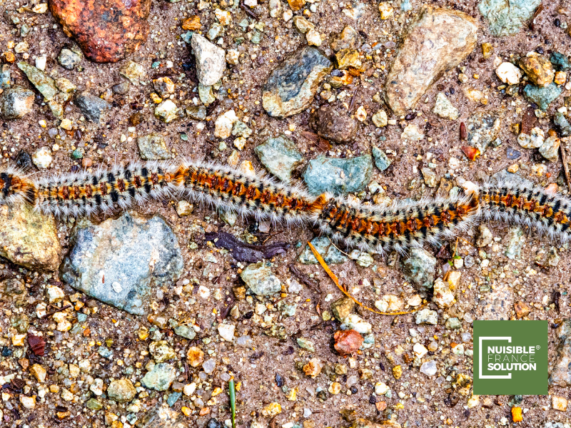 Quelles sont les solutions pour lutter contre les chenilles processionnaires dans un pin ou un chêne à Toulouse ?