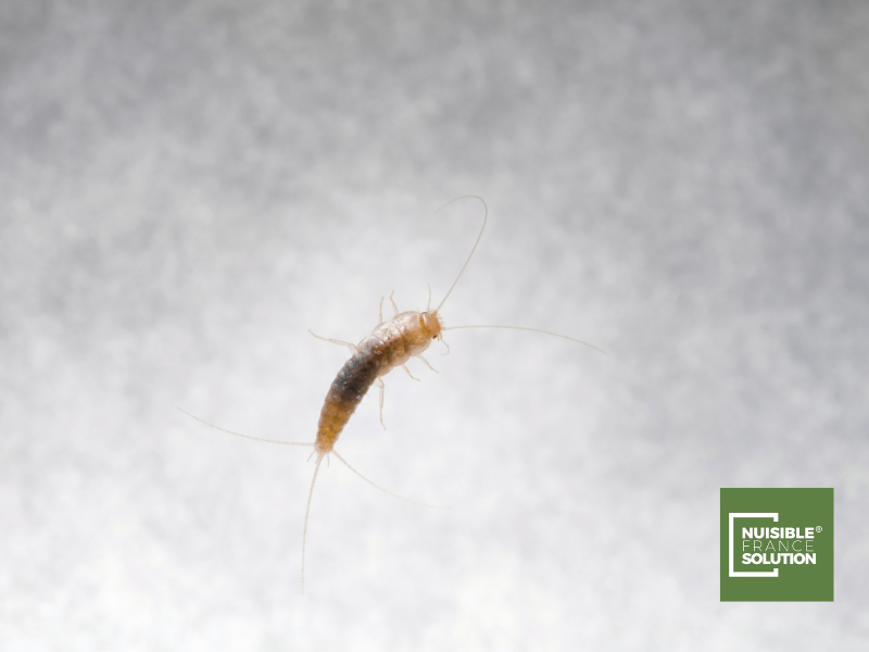 Quel est le prix d’une désinsectisation de poissons d’argent à Toulouse ? 