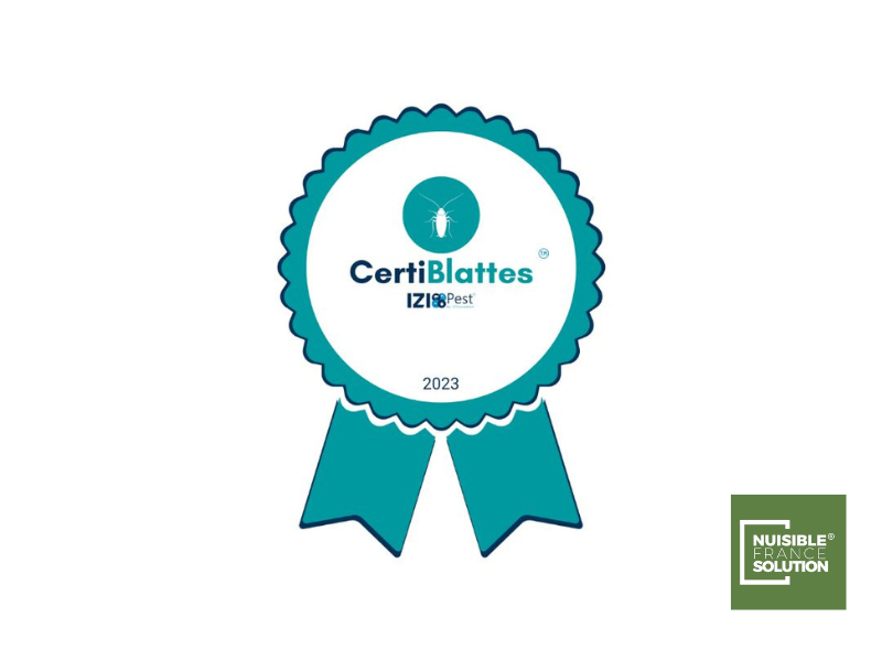 Problème de Cafards ou de blattes à Toulouse : ne faites pas d'erreurs pour les attirer chez vous