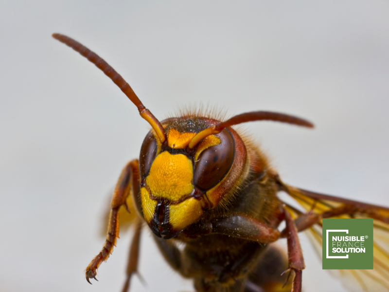 Intervention d’un professionnel pour détruire un nid de frelons asiatiques dans les combles d'une maison à Toulouse
