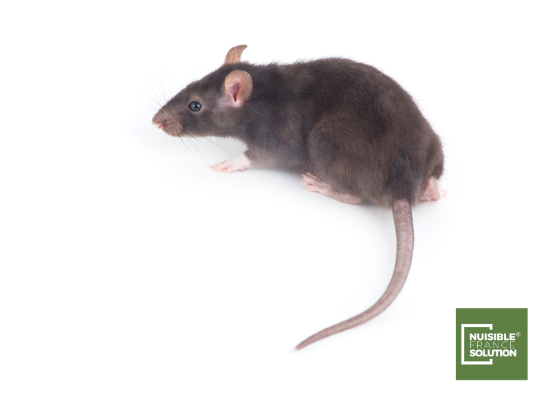 Les rongeurs à Toulouse : Pourquoi faire appel à un professionnel pour s'en débarrasser ?