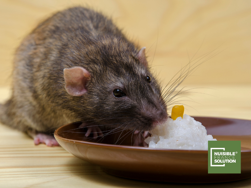 Dératiseur pour éliminer rats et souris à Castelnau d'Estretefonds