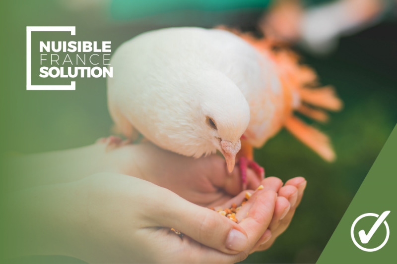 Entreprise de Dépigeonnage en Haute-Garonne