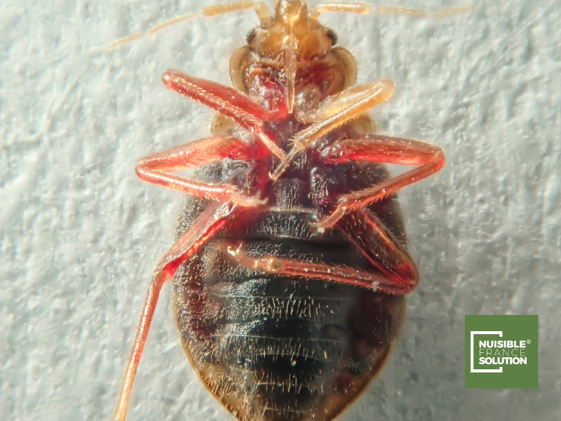 Craignez-vous une invasion de punaises de lit dans votre chambre à Toulouse