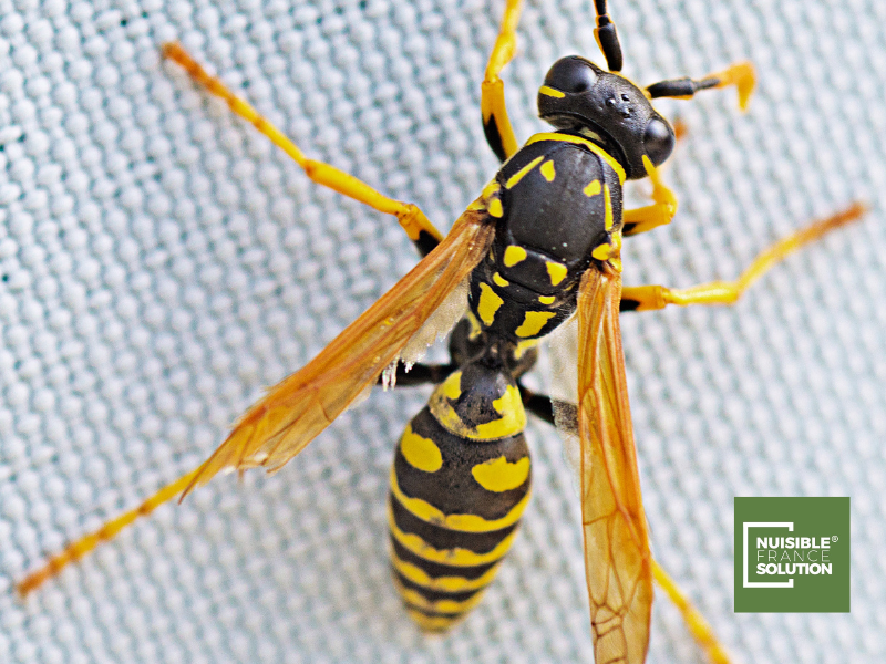 Entreprise pour la détruire un nid de guêpes à Aucamville proche de Toulouse