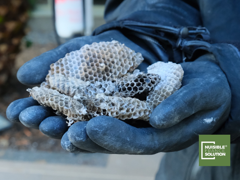 Frelons Toulouse, nids de guêpes frelons - Nuisible France Solution ®