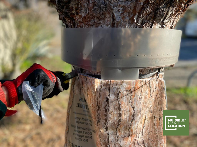 Quand la fin des chenilles processionnaires ? Un PRO vous explique - Toulouse (31)