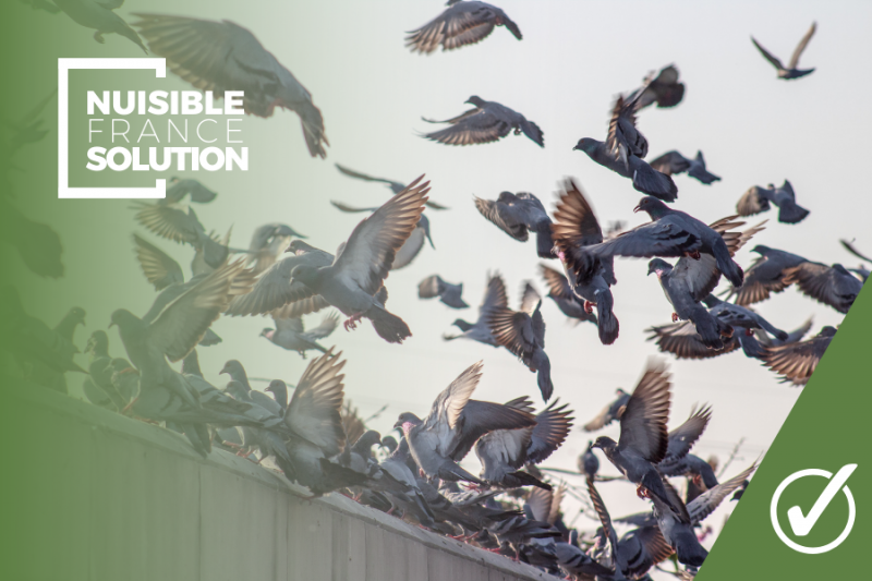 Dépigeonnisation : Nos Solutions Contre Les Pigeons | Nuisible France Solution ®