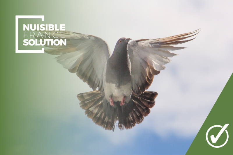 Solutions anti-pigeons en Haute-Garonne