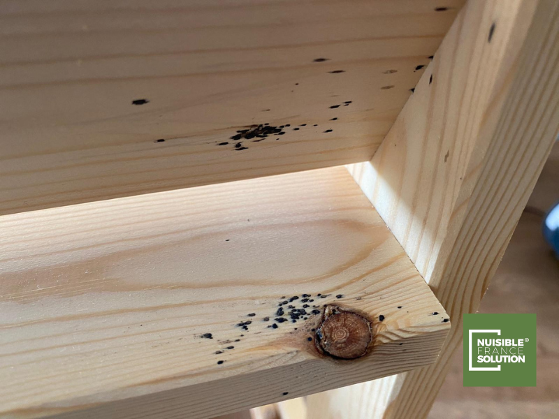 Quel est le prix d'un traitement professionnel pour se débarrasser des punaises de lit dans un appartement à Toulouse en Haute-Garonne ?