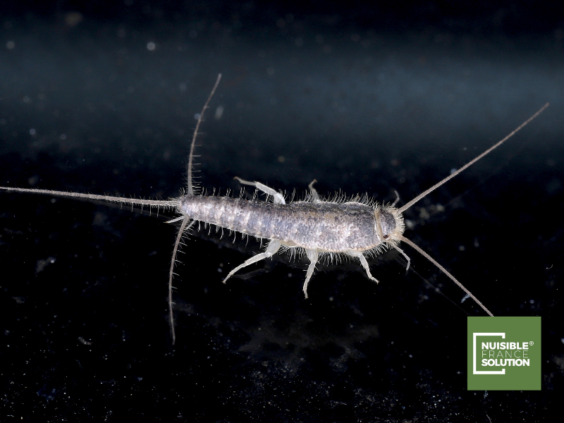 Spécialiste en Désinsectisation pour traiter le Poisson d'Argent dans une maison à Toulouse (31)