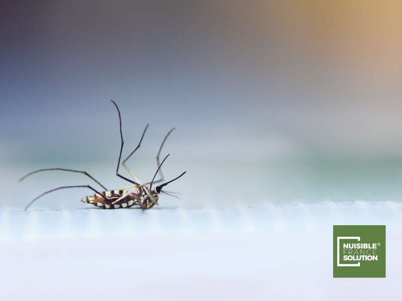 Les méthodes d’entretien de votre jardin pour réduire les moustiques chez vous à Toulouse cet été