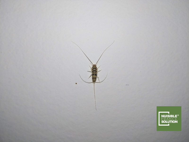 Dangers des poissons d'argent pour votre cuisine à Toulouse : Protégez votre alimentation contre les contaminations.